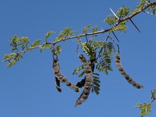 Sdliches Afrika, Angola, Kalahari: Akazien findet man in Angola in vielen verschiedenen Arten