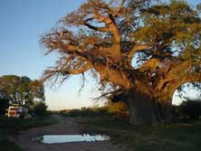 Sdliches Afrika, Angola, Kalahari: Der groe Baum dient als Versammlungsort eines Dorfes - und uns als Lagerplatz