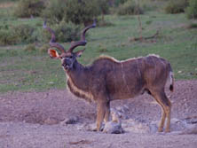 Sdliches Afrika, Botswana, Kalahari:  Antilope