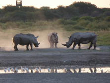 Sdliches Afrika, Botswana, Kalahari:  Nashrner an einem Wasserloch