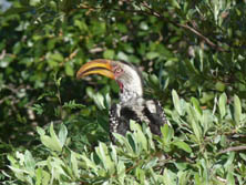 Sdliches Afrika, Botswana, Kalahari:  Vogel