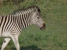 Sdliches Afrika, Botswana, Kalahari:  Zebra